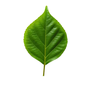 a green leaf on a white background