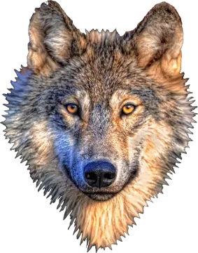 a close up of a wolf's face