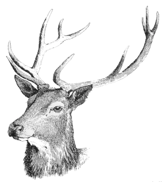a drawing of a deer's head