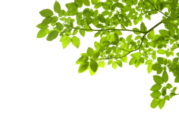 green leaves on a white background