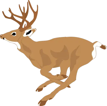 a deer running