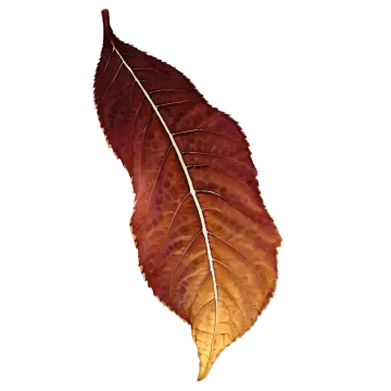 a close up of a leaf on a white background