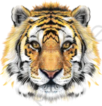 a drawing of a tiger's face