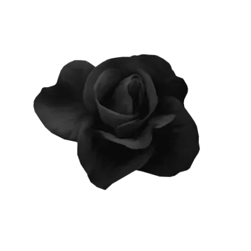 a black rose on a white background