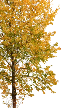 a tree with yellow leaves on it