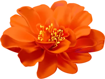 an orange flower on a white background