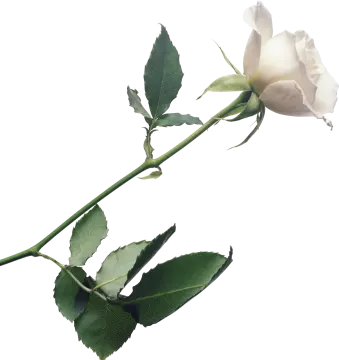 a single white rose on a white background