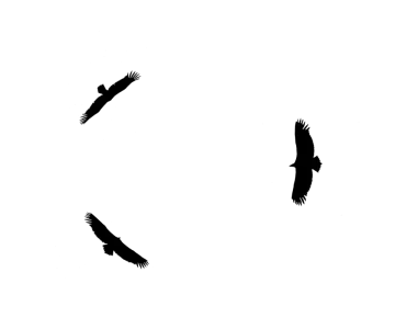 two birds flying in the sky
