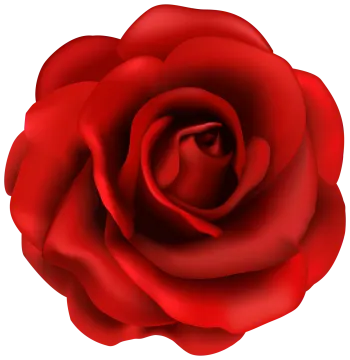 a red rose on a white background