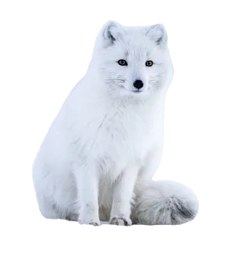 a white fox sitting on the ground