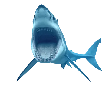 a great white shark with its mouth open