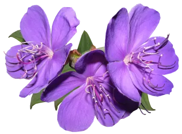 two purple flowers on a white background
