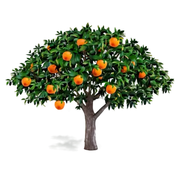 an orange tree on a white background