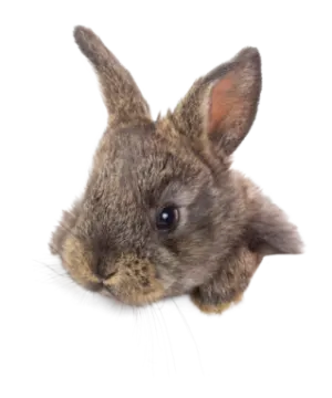 a small rabbit on a white background