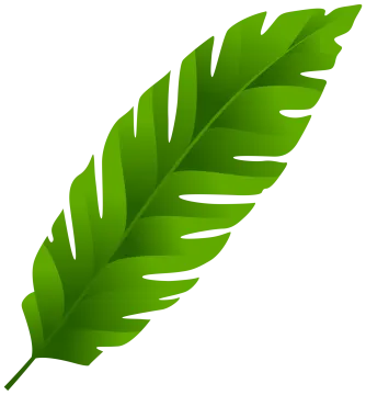 a green leaf