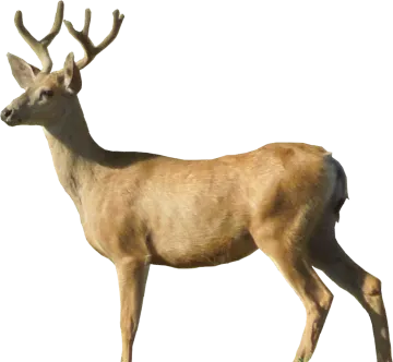 a deer standing in front of a white background