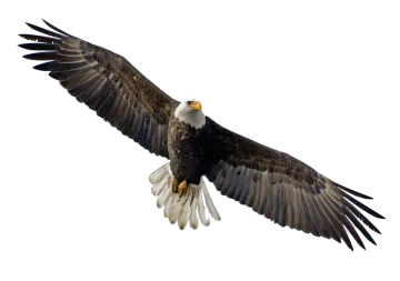an eagle is flying in the air