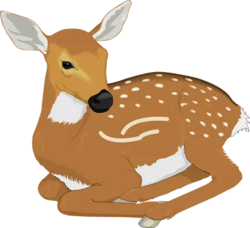 a deer laying down on the ground