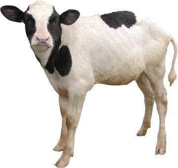a black and white cow standing on a white background