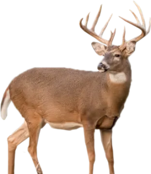 a deer standing in front of a white background