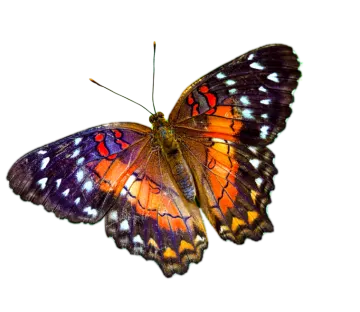 an orange and black butterfly on a white background