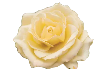 a single white rose on a white background