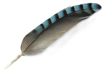 a feather on a white background