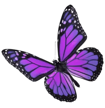a purple butterfly on a white background