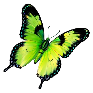 a green butterfly on a white background