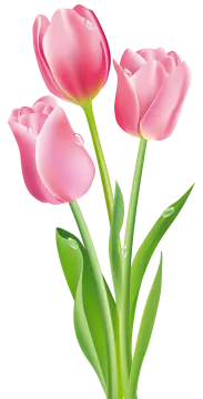 three pink tulips clipart