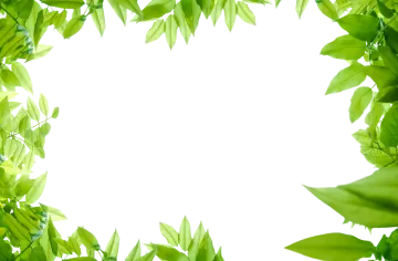 green leaves on a white background