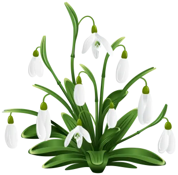 a bunch of snowdrops with green leaves