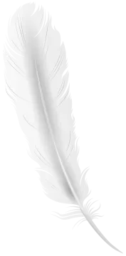a feather on a white background