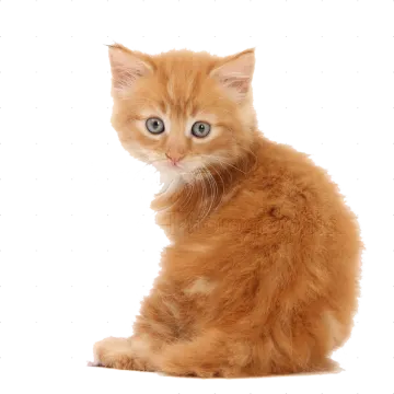 an orange kitten sitting on a white surface