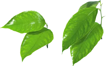 two green leaves on a white background