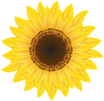a sunflower on a white background