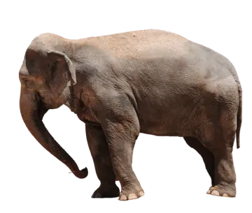 an elephant walking on a white background