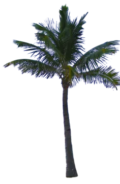 a palm tree on a white background