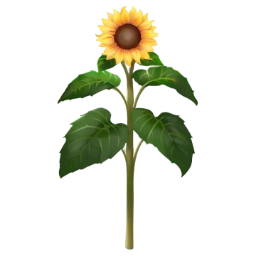 a sunflower on a white background
