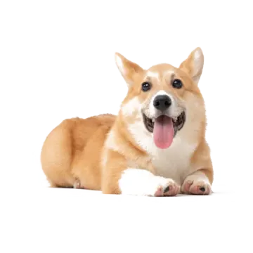 a small dog laying down with its tongue out
