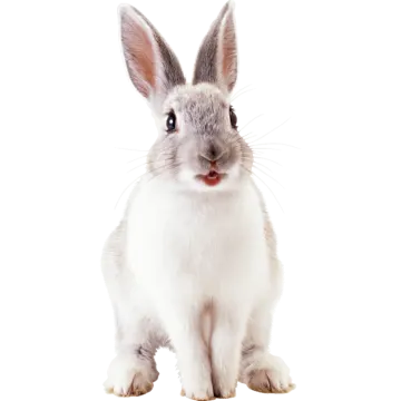 a gray and white rabbit sitting on the ground