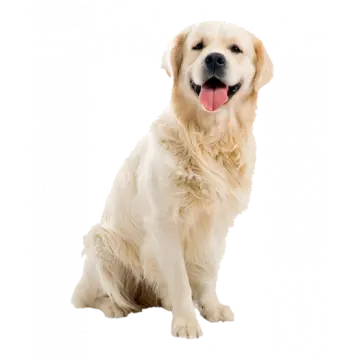 a dog sitting on the ground with its tongue out