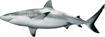 an image of a shark on a white background
