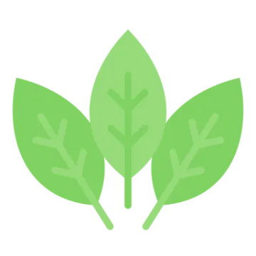 a green leaf on a white background