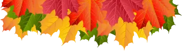 a bunch of colorful fall leaves