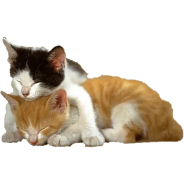 a couple of cats laying next to each other cats