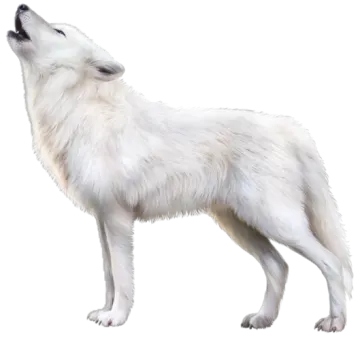 a white wolf standing up with its mouth open