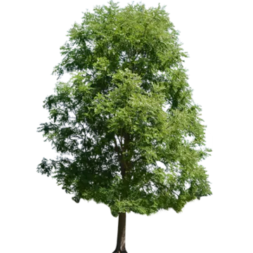 a tree on a white background
