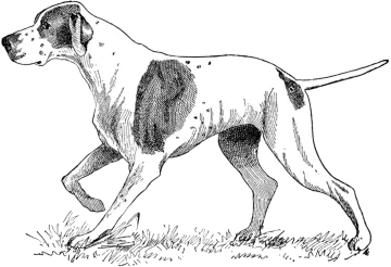 a black and white dog walking in the grass