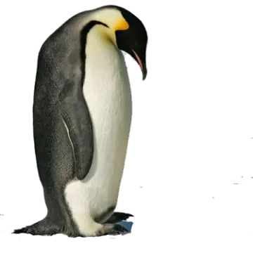 a penguin standing on top of a snow covered ground